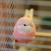 ちんまり