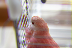 モフ毛
