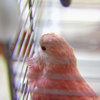 モフ毛
