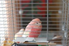 ぼんやり