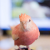 オカメインコになりたくて