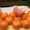 ゆずとみかん2