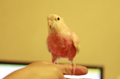 アホ毛
