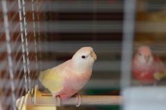 カゴの外から・・・