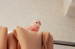 にょき