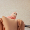 にょき