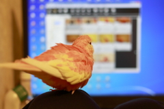 ぶわわわっ