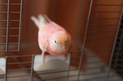 飛ぶよー