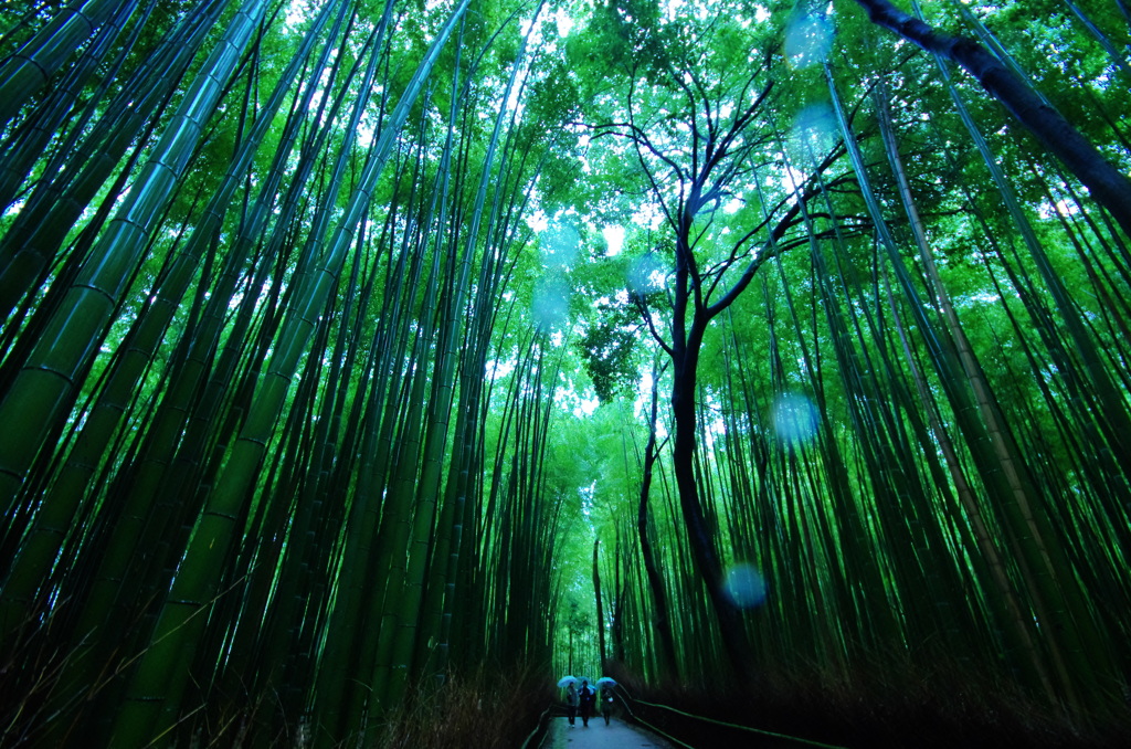 嵐山　竹林道