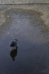 水たまりで