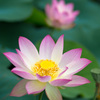 夏の花