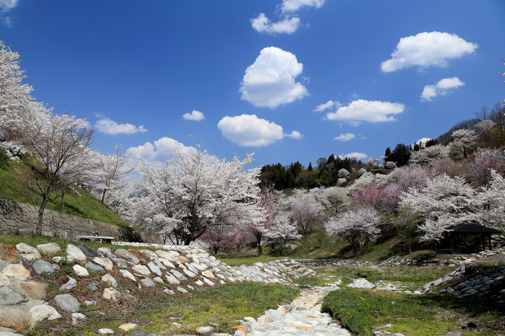 山桜