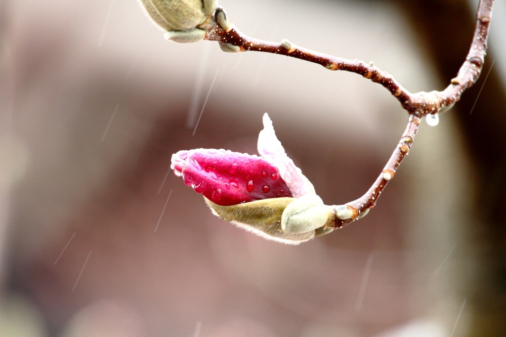 雨上がりを待つ