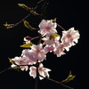 透花
