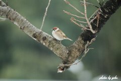 雀の横走り（見ていない人には分からない・・笑）