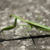 カマキリの目は良く動く