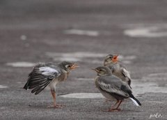 三者会談