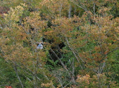 お住まいは反対の山なので忙しい