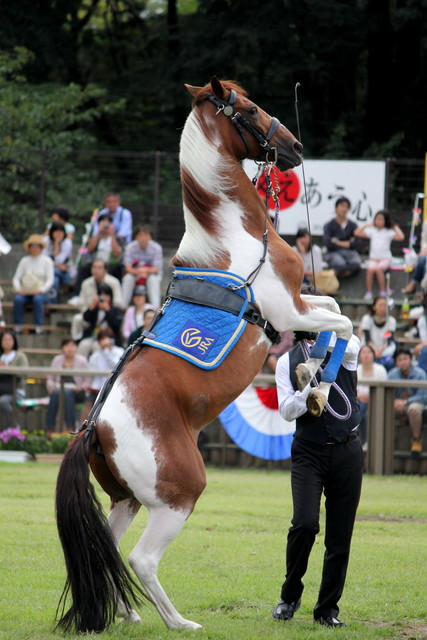 トリックホース