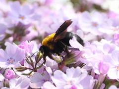 クマバチ：音は大きいが大人しい：女の子は危険