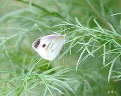 コスモスの葉で朝を迎える