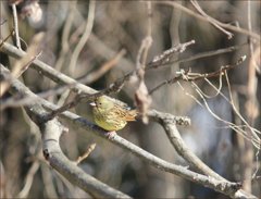 陽だまりのレモン色