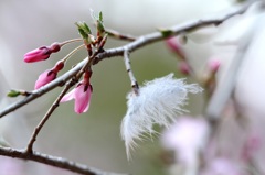 「天使の羽は桜と共に」