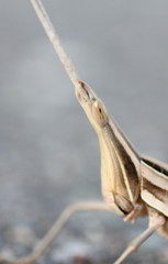 ショウリョウバッタにじり寄り