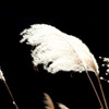 葦：白と黒　Ｎｏ．4