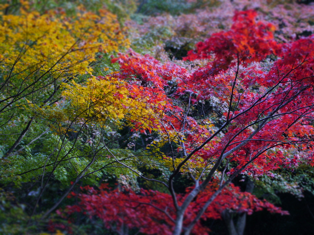 紅葉の成り立ち