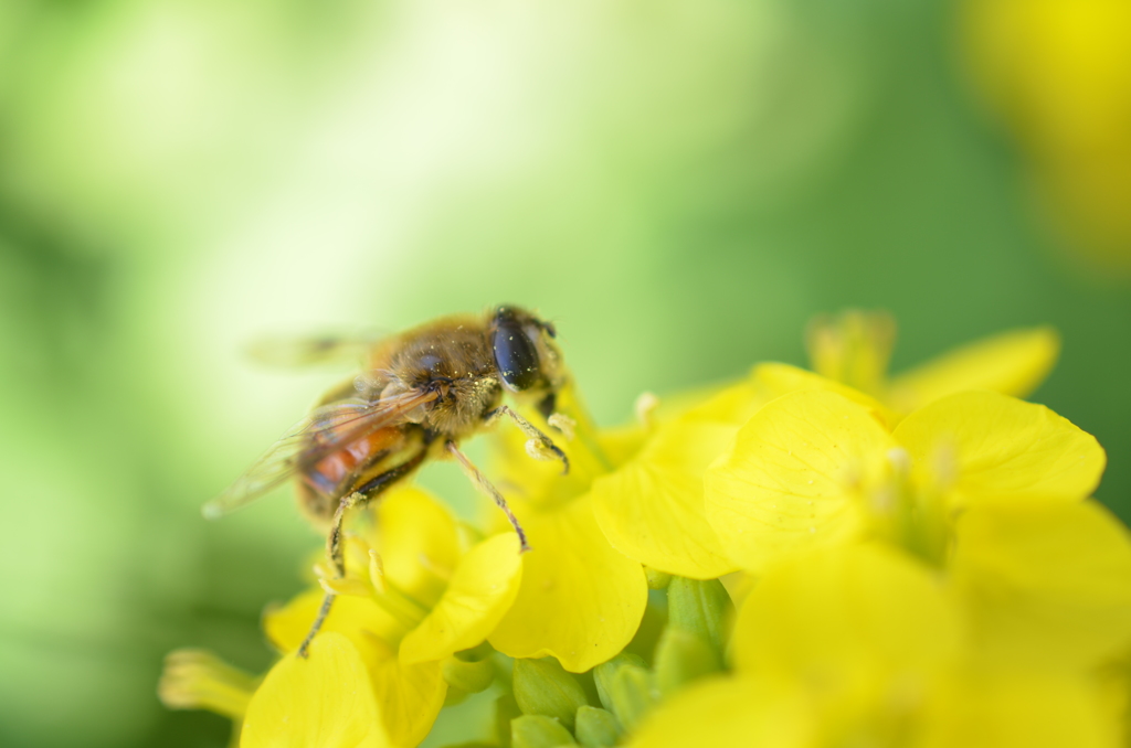 Tenderstem×bee