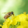 Tenderstem×bee