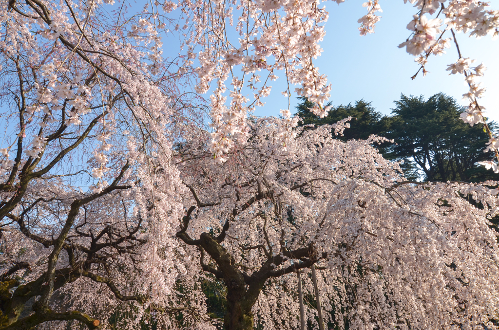 枝垂れ桜