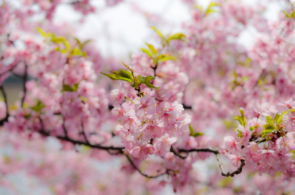 河津桜