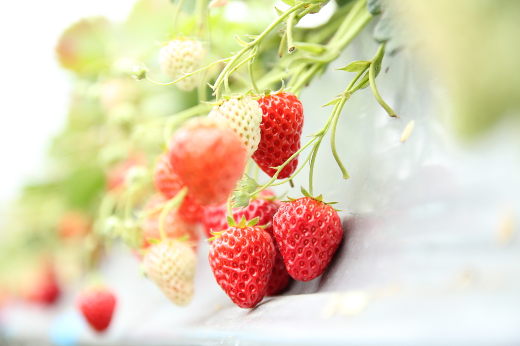 strawberry picking