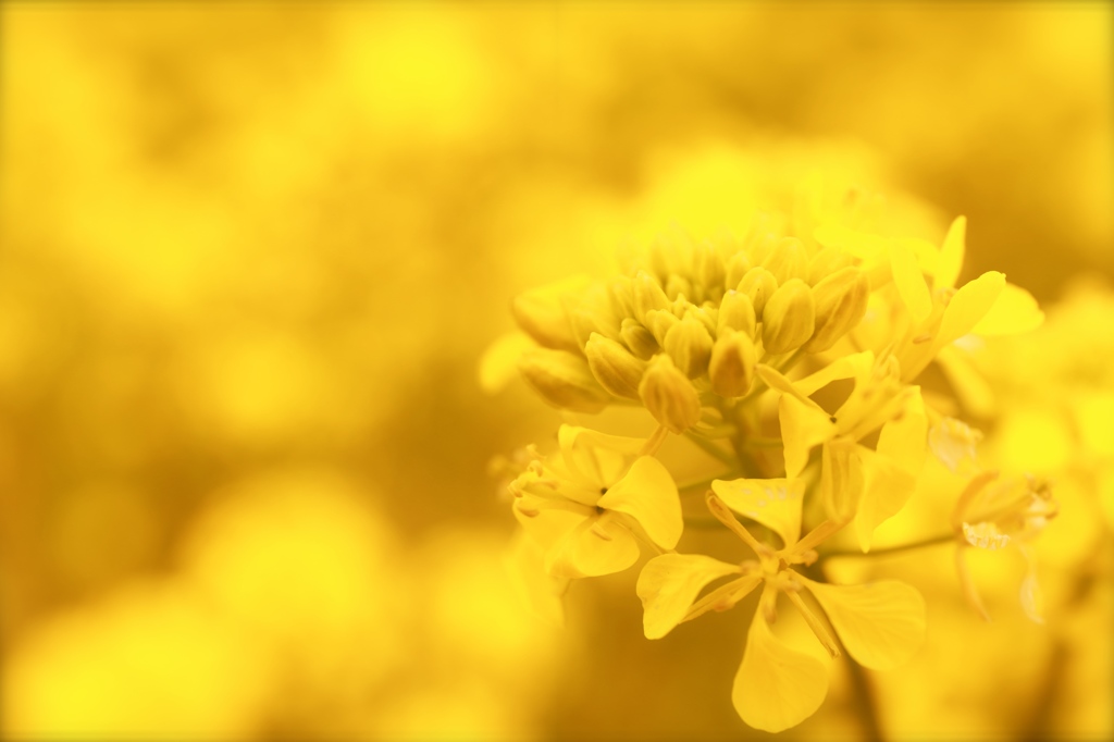 菜の花