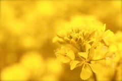 菜の花