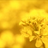 菜の花