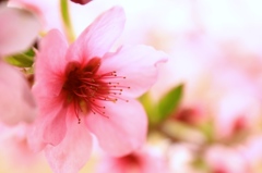 桃の花