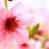 桃の花