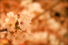 ”SAKURA”