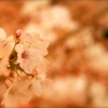 ”SAKURA”