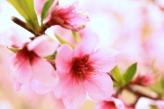 桃華
