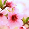 桃華