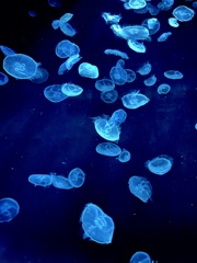 BLUEな海月