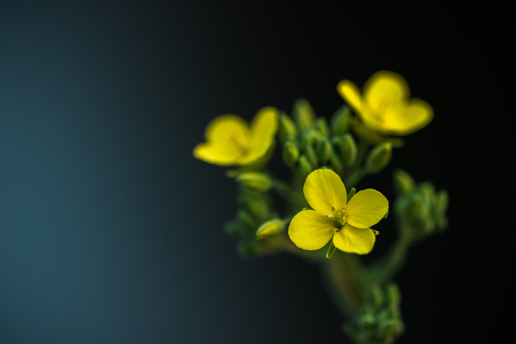 菜の花