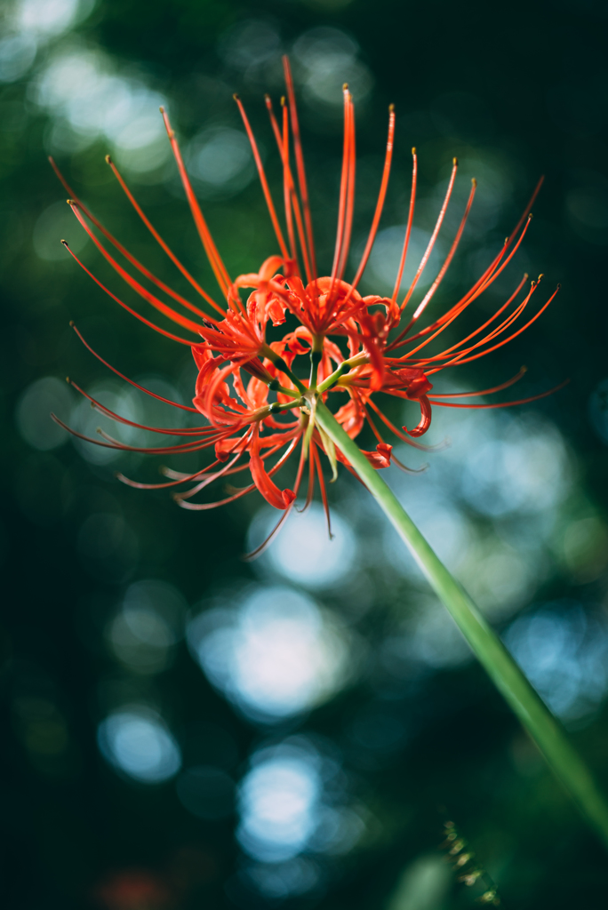 曼珠沙華