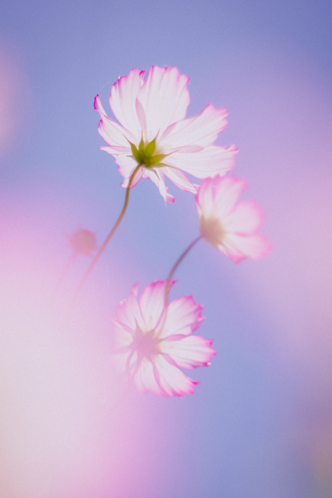 cosmos