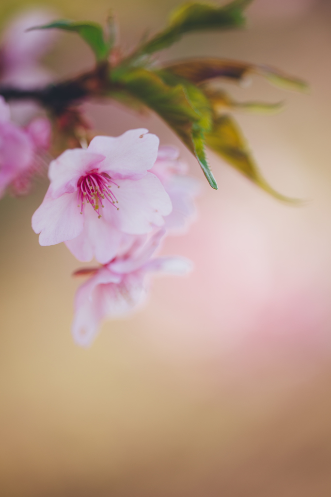 ほのかに春