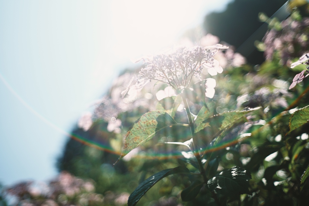 紫陽花